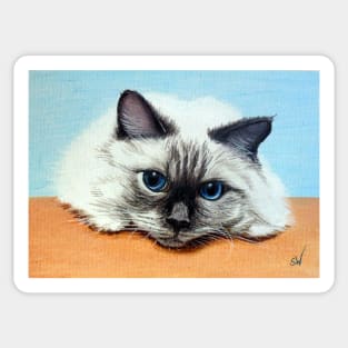 Birman Cat Sticker